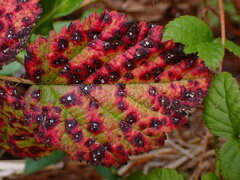 Sphaerulina westendorpii