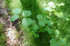 Viburnum edule
