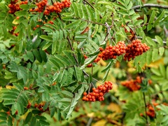 Sorbus aucuparia