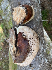 Fomitopsis ochracea