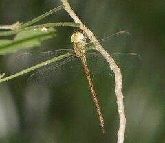 Triacanthagyna septima