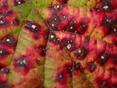 Sphaerulina westendorpii