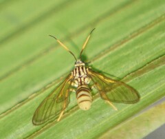 Pseudosphex laticincta