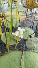 Sagittaria