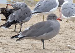 Larus heermanni