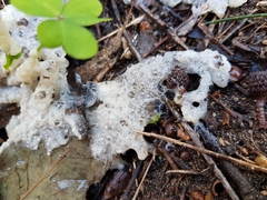 Didymium mucilago