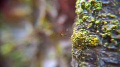 Chaenotheca chrysocephala