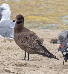 Larus heermanni