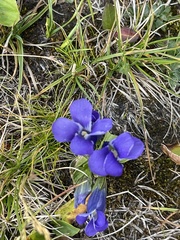 Gentianopsis thermalis
