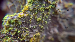 Chaenotheca chrysocephala
