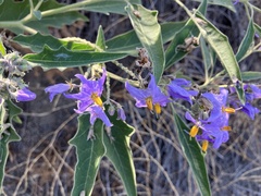 Solanum lanceolatum