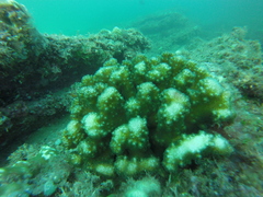 Pocillopora