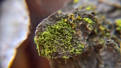 Chaenotheca chrysocephala