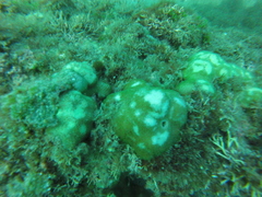 Porites