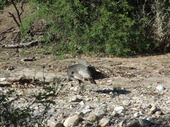 Meleagris gallopavo mexicana