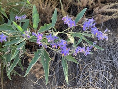 Solanum lanceolatum