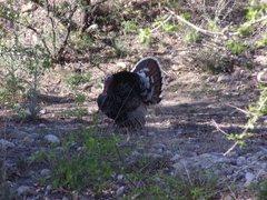 Meleagris gallopavo mexicana