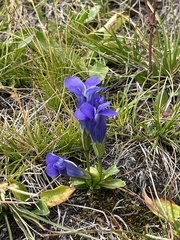 Gentianopsis thermalis
