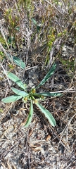 Euphorbia tuberosa
