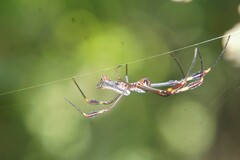 Trichonephila clavipes