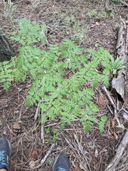 Ligusticum porteri
