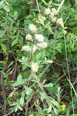 Salix bebbiana