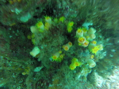Tubastraea coccinea