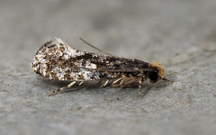 Monopis marginistrigella