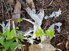 Didymium mucilago