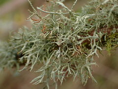 Usnea rubicunda