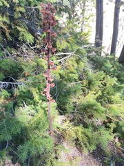 Pterospora andromedea