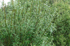 Salix bebbiana