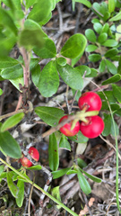 Arctostaphylos uva-ursi