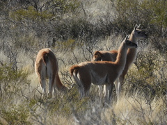 Lama guanicoe