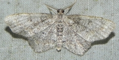 Hypagyrtis piniata