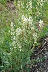 Oxytropis campestris
