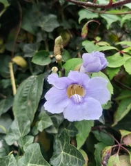 Thunbergia grandiflora