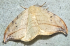 Drepana arcuata