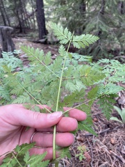 Ligusticum porteri