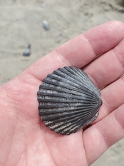 Argopecten irradians