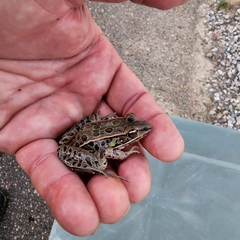 Lithobates sphenocephalus