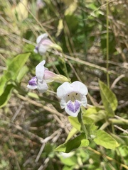 Asystasia intrusa