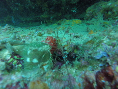 Stenorhynchus debilis