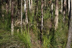 Malurus cyaneus