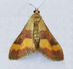 Pyrausta flavofascialis