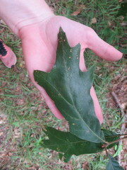 Quercus falcata