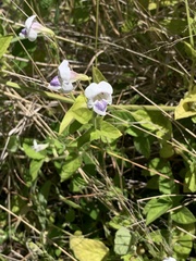 Asystasia intrusa