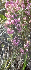 Erica rosacea