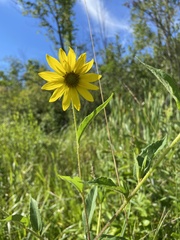 Helianthus giganteus