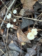 Marasmiineae